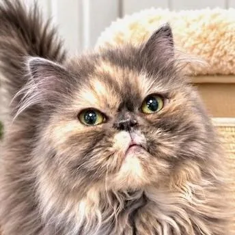 An adult medium-sized female Buff & White Persian cat named Cosette Victorian Lady for adoption in Danbury, CT