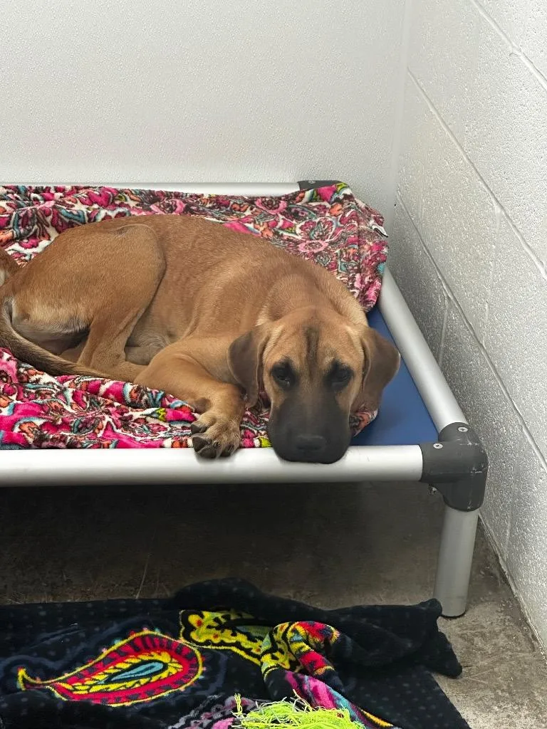 A baby large-sized male Mixed Breed dog named Jethro for adoption in Jonesboro, AR