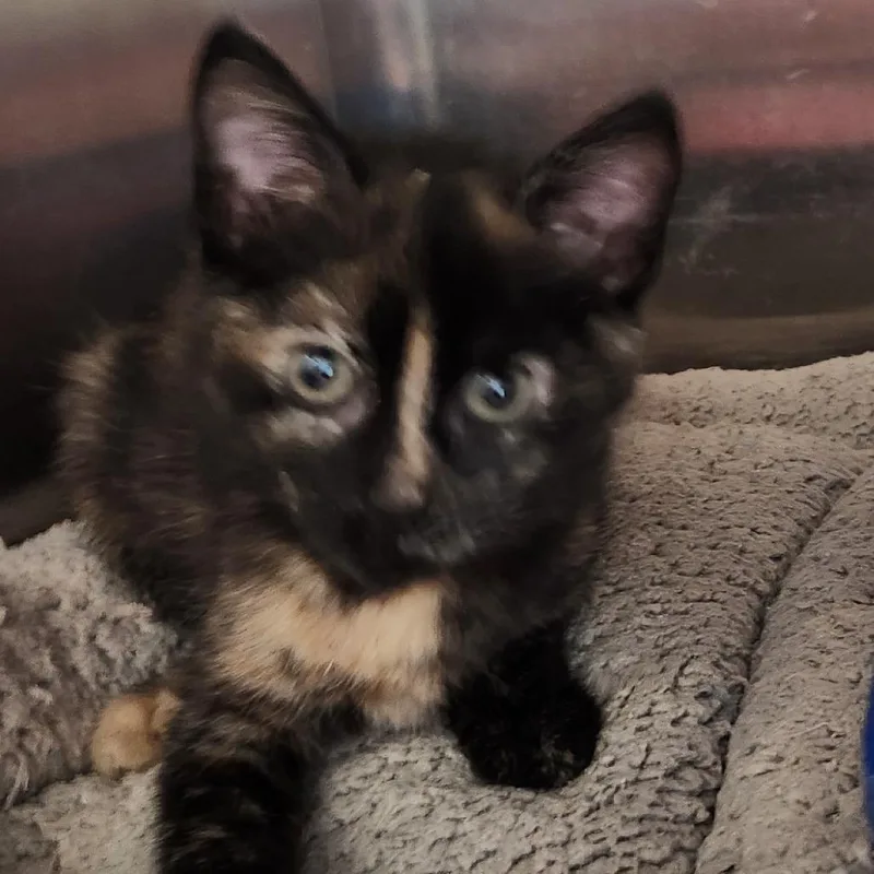 A baby small-sized female Tortoiseshell Domestic Short Hair cat named Dove for adoption in Columbia Station, OH