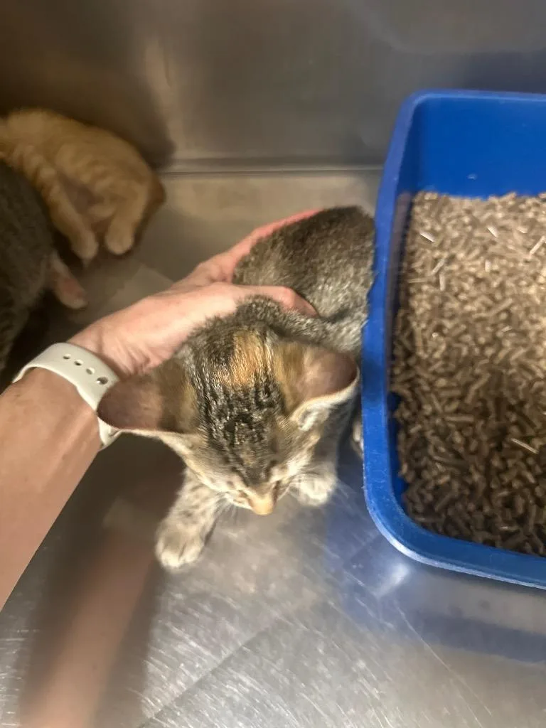 A baby small-sized female Domestic Short Hair cat named Elmer Fuddrika for adoption in Newberg, OR