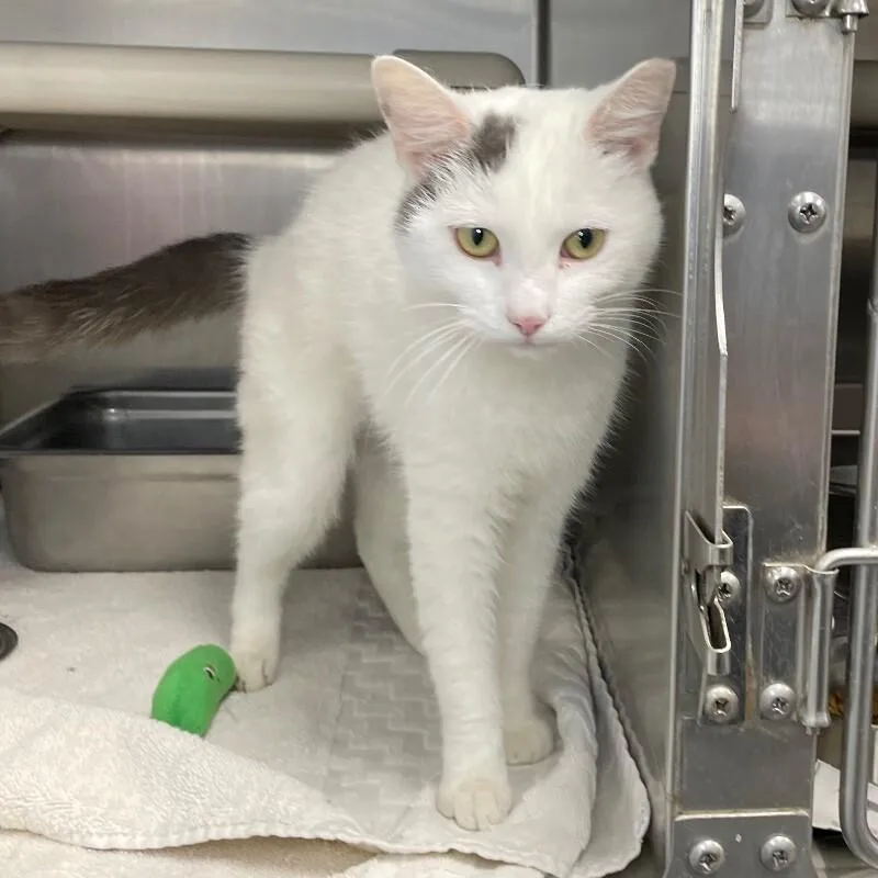 Snowball thumbnail 2