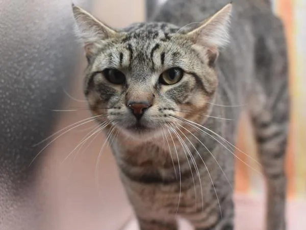A young small-sized male Domestic Short Hair cat named David Archuleta for adoption in Portland, OR