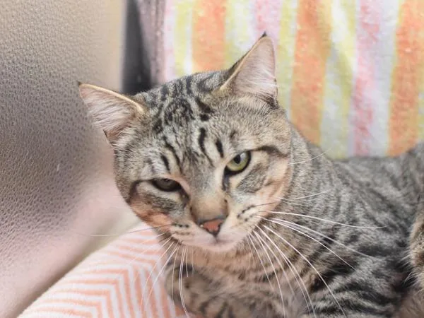 David Archuleta thumbnail 2