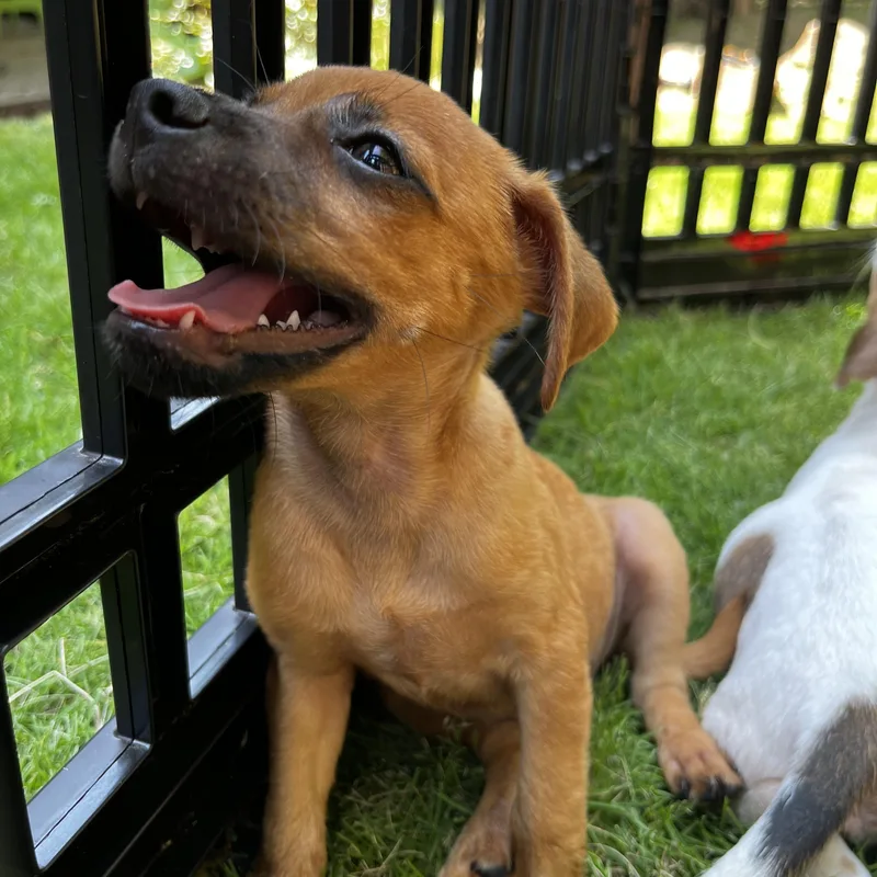 A baby small-sized male Apricot / Beige Terrier dog named Wallace for adoption in Calera, AL