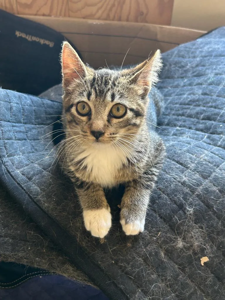 Maverick thumbnail 3