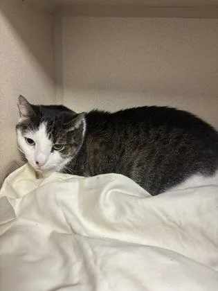 A senior medium-sized male Domestic Short Hair cat named Levi for adoption in East Brookfield, MA