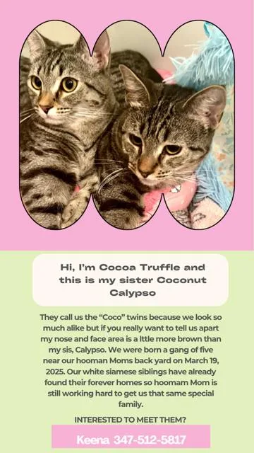 An adult medium-sized female Tabby (Brown / Chocolate) Domestic Short Hair cat named Cocoa truffle for adoption in Miami, FL
