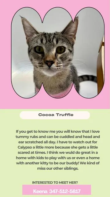 Cocoa truffle thumbnail 2