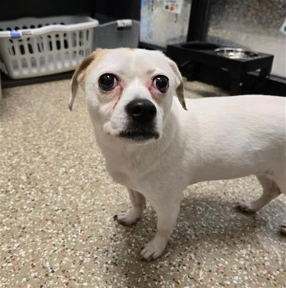 A senior small-sized female Parson Russell Terrier dog named Cinna for adoption in Clyde, NC