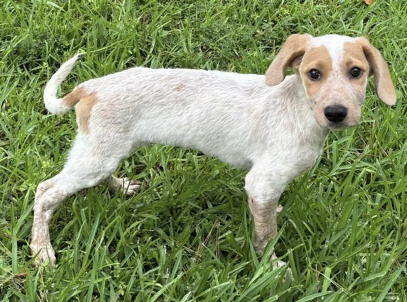 A baby medium-sized female White / Cream Australian Cattle Dog / Blue Heeler dog named Destin for adoption in Watertown, CT