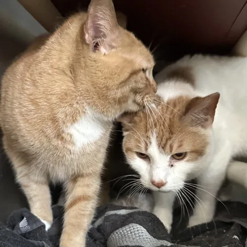 A senior medium-sized male Domestic Short Hair cat named Wilbur Wright for adoption in Tipp City, OH