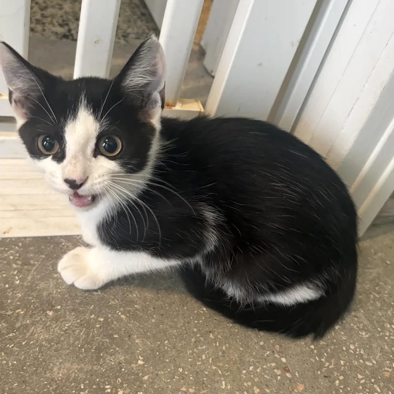 A baby medium-sized male Black & White / Tuxedo Domestic Short Hair cat named Lorcan for adoption in Saint Pete Beach, FL