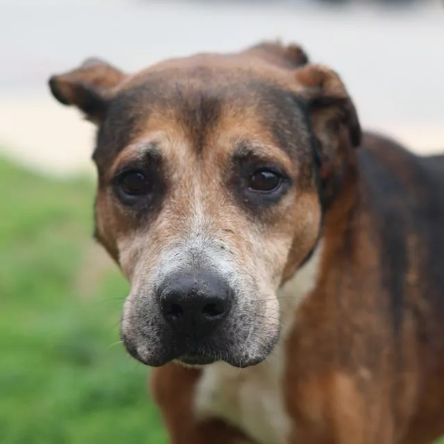 A senior medium-sized male Boxer dog named Fito for adoption in San Antonio, TX