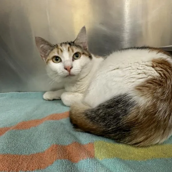 A young medium-sized female Domestic Short Hair cat named Jane for adoption in Walnut Creek, CA