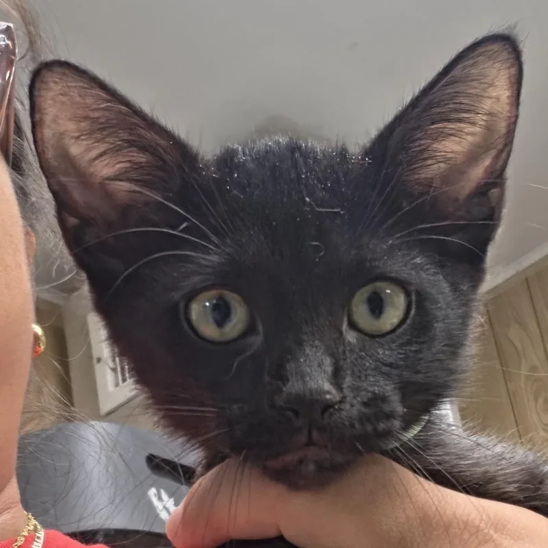 A baby small-sized male Black Domestic Short Hair cat named Teacher for adoption in Leander, TX
