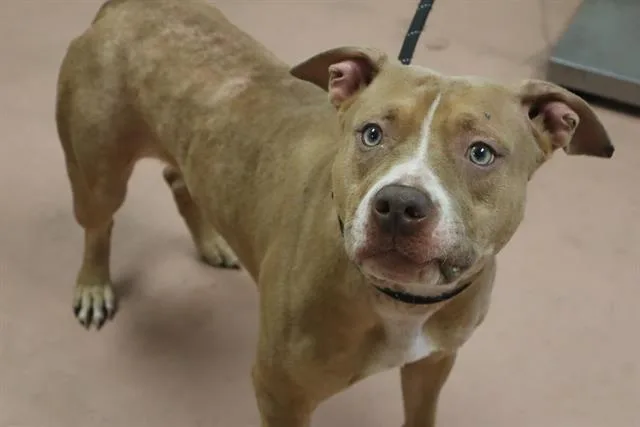 A young large-sized female Mixed Breed dog named Ocean for adoption in Columbia, SC