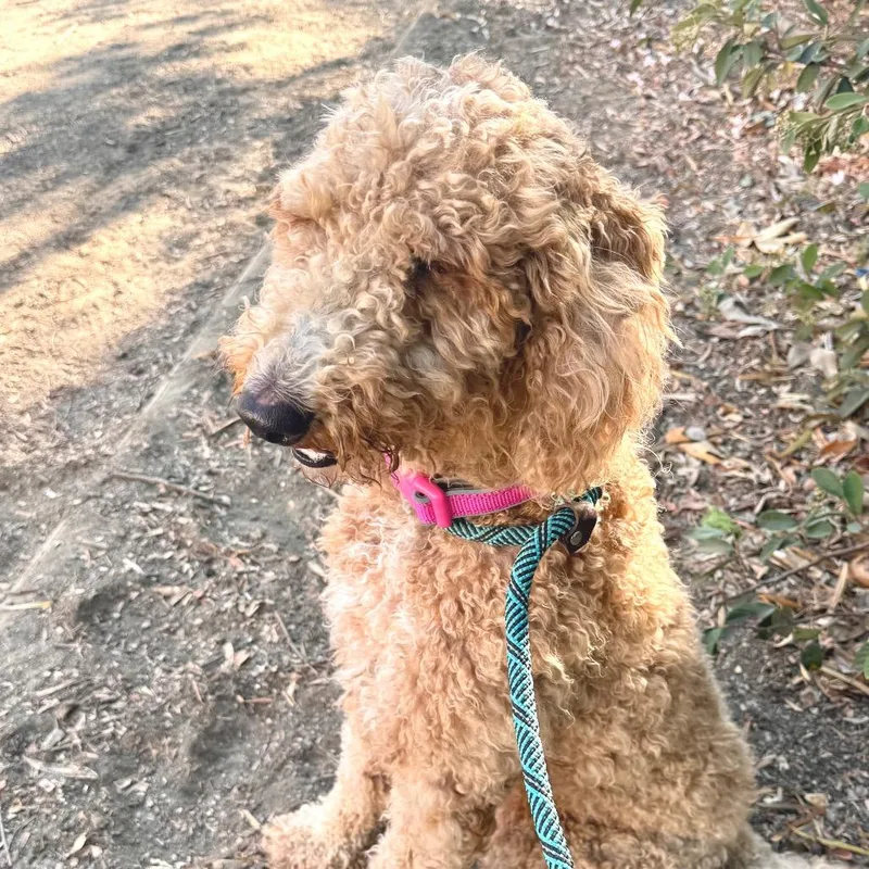 An adult medium-sized female Yellow / Tan / Blond / Fawn Standard Poodle dog named Lovey Chino Hills for adoption in Chino Hills, CA