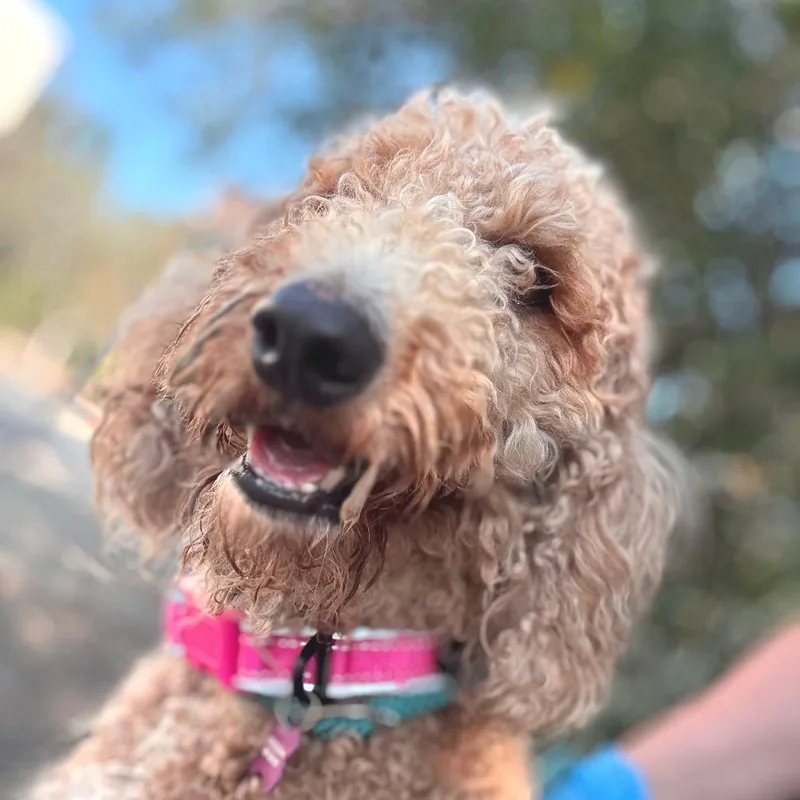 Lovey  Chino Hills thumbnail 3