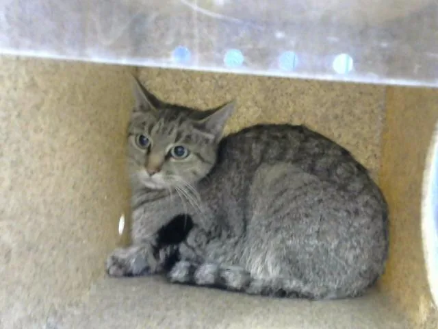 A young medium-sized female Domestic Short Hair cat named Viola for adoption in Albuquerque, NM