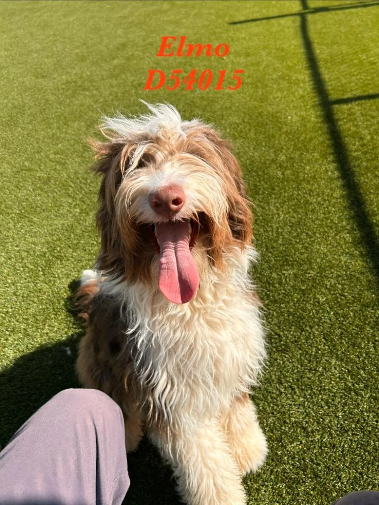 A young medium-sized male Sheep Dog dog named Elmo for adoption in Clarksville, TN
