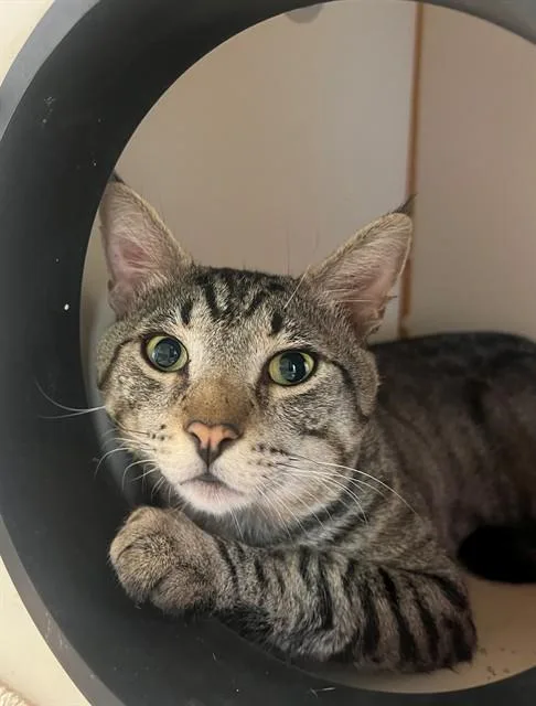 A young medium-sized male Domestic Short Hair cat named Leo for adoption in Blythe, CA