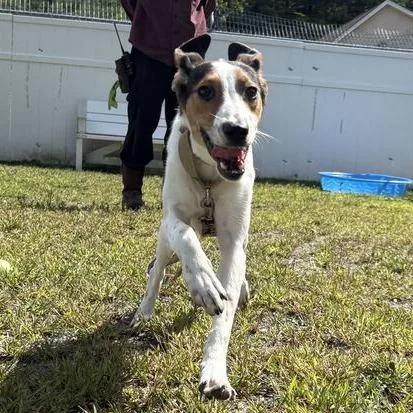 A young small-sized female White / Cream Mixed Breed dog named Toulouse for adoption in Enfield, NH