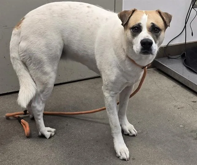 An adult small-sized female Pit Bull Terrier dog named Lily for adoption in Tucson, AZ