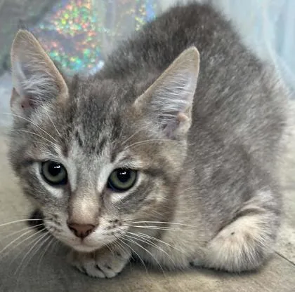 An adult small-sized male Domestic Short Hair cat named Freddy Cougar for adoption in Shreveport, LA