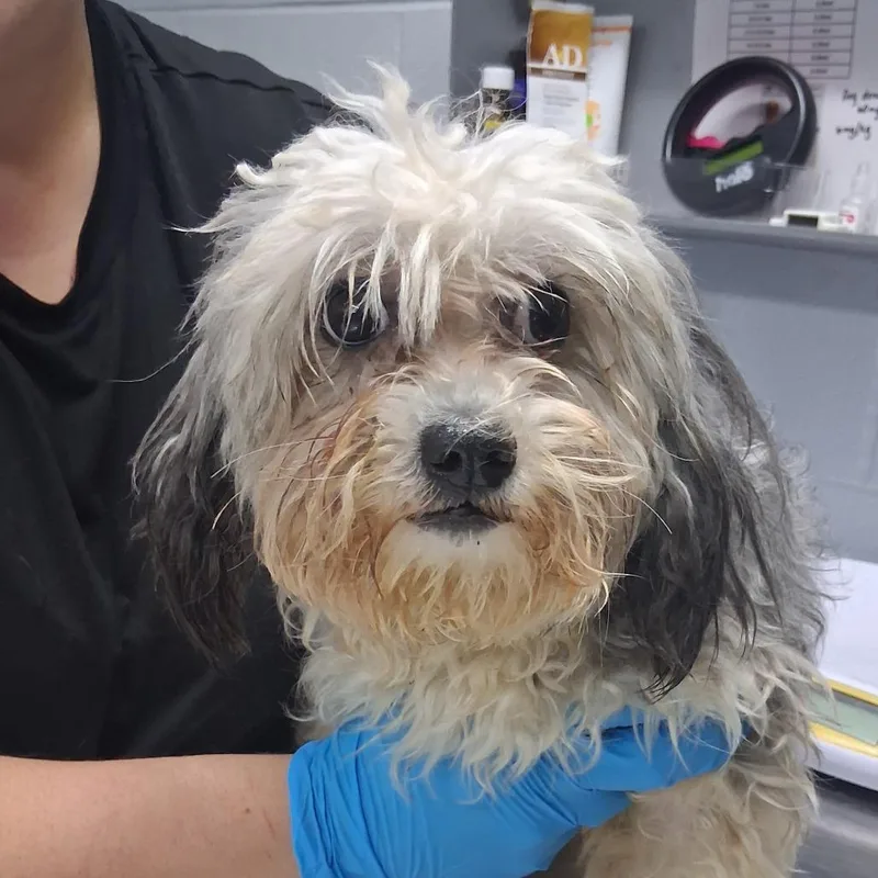 An adult small-sized female Shih Tzu dog named Moonpie for adoption in Summerville, SC