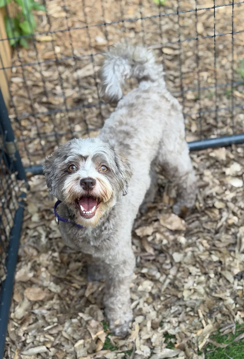 A young small-sized female Havanese dog named Kahlua for adoption in Atlanta, GA