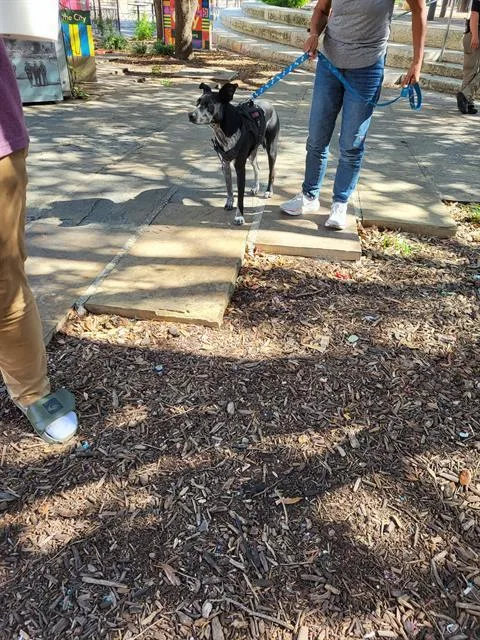 An adult medium-sized female Labrador Retriever dog named Lilly for adoption in San Antonio, TX