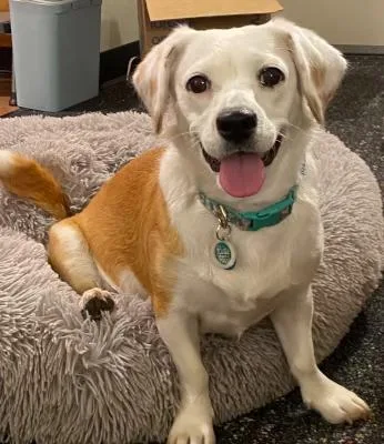 An adult small-sized female Brown / Chocolate Chihuahua dog named Bippity Boppity Boop for adoption in Santa Paula, CA