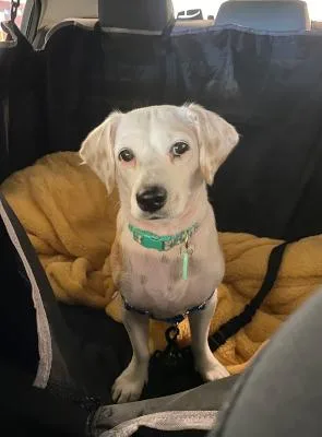 Bippity Boppity Boop thumbnail 2