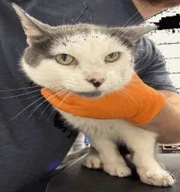 An adult medium-sized male White Domestic Short Hair cat named Bernard for adoption in Cincinnati, OH