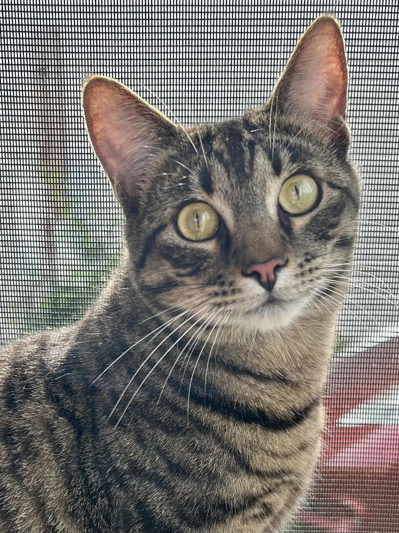 An adult medium-sized male Domestic Short Hair cat named Tiny Tim for adoption in Plano, TX