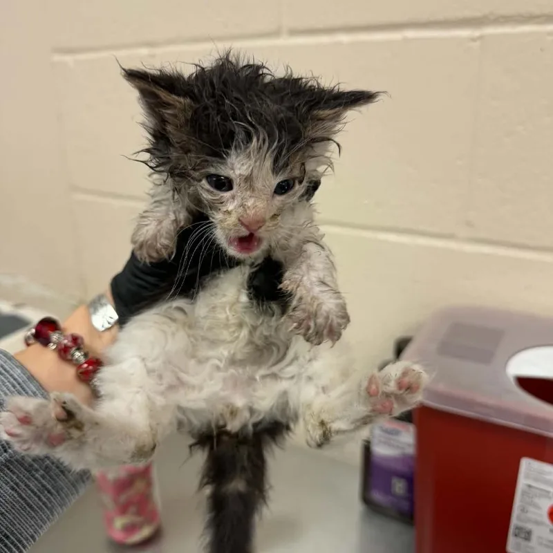 A baby small-sized male Brown / Chocolate Domestic Short Hair cat named Felix for adoption in Reno, NV