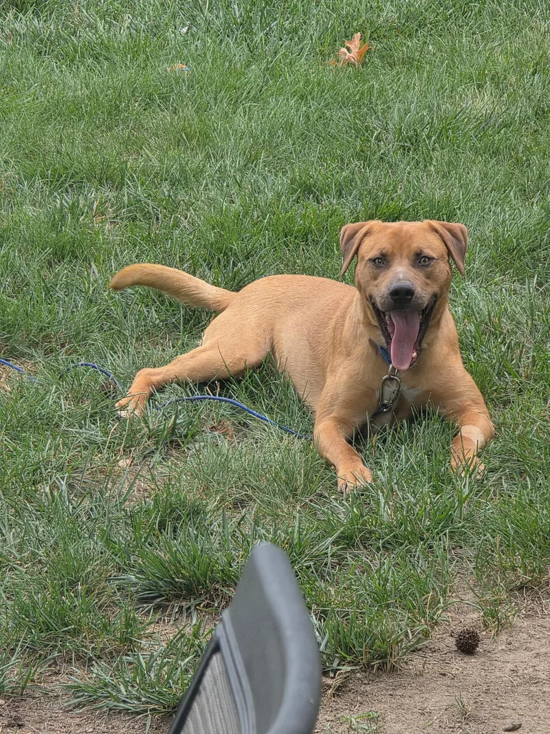 A young medium-sized male Golden Labrador Retriever dog named Trusty for adoption in Westminster, MD
