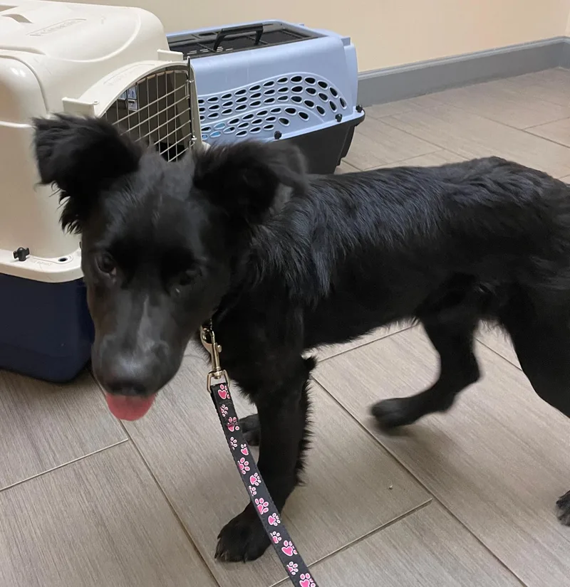 A baby medium-sized female Black Labrador Retriever dog named Luna for adoption in Leesburg, VA