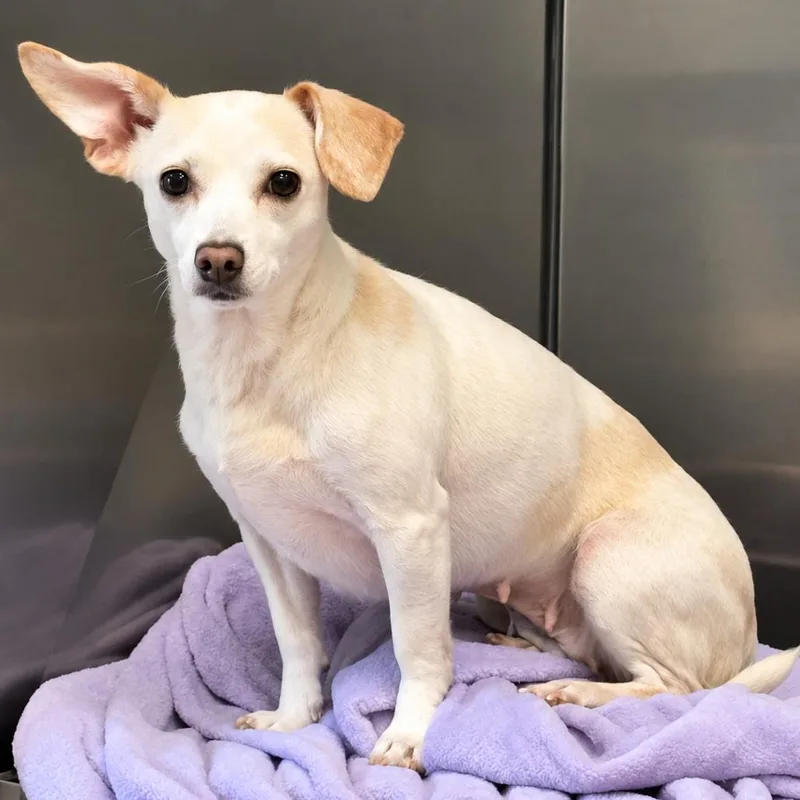 An adult small-sized female Chihuahua dog named Athena for adoption in Lebanon, MO
