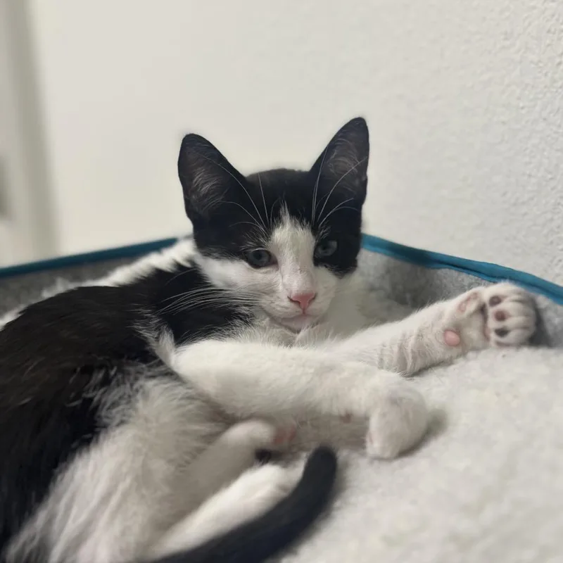 A baby small-sized male Black Domestic Short Hair cat named Rory for adoption in Los Angeles, CA
