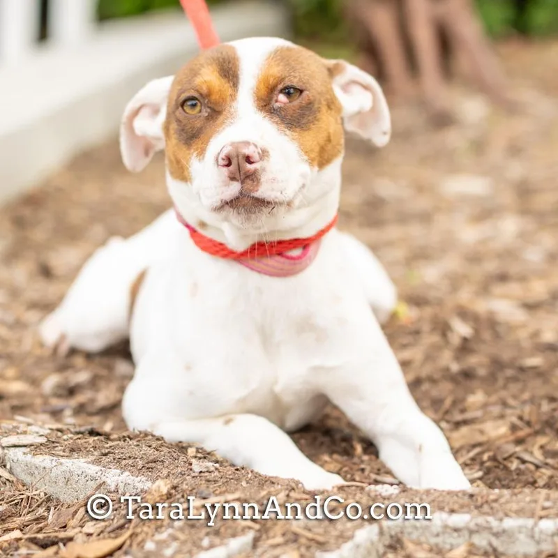 An adult small-sized female Brown / Chocolate Pit Bull Terrier dog named Denni for adoption in Wake Forest, NC