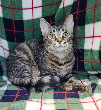A young medium-sized male Domestic Medium Hair cat named 7119 (Frankie) for adoption in Lake City, MI