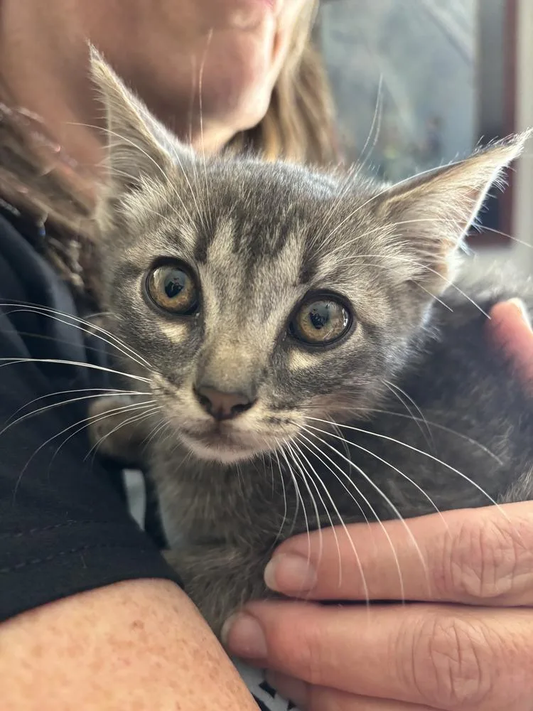 A baby medium-sized male Gray / Blue / Silver Domestic Short Hair cat named Hank for adoption in Salinas, CA