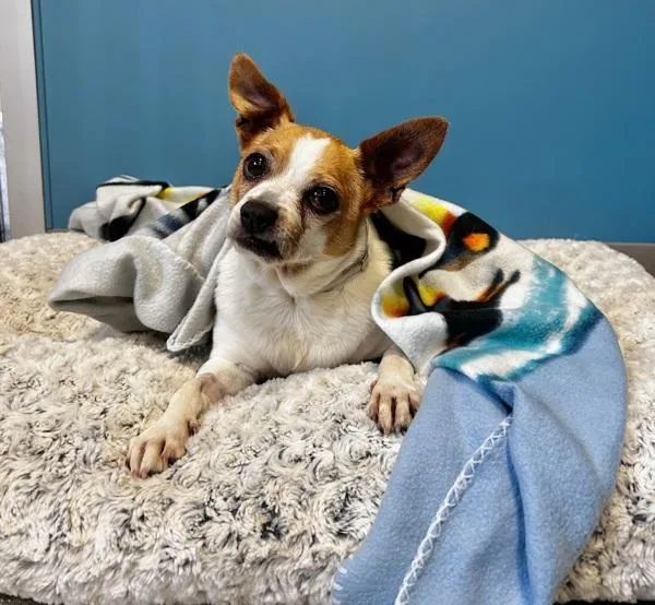 A senior small-sized female Chihuahua dog named Bon Bon for adoption in Monterey, CA