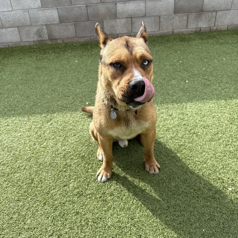 A young large-sized male Apricot / Beige Husky dog named Aladdin for adoption in Phoenix, AZ