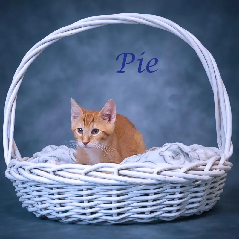A baby small-sized male Orange / Red Domestic Short Hair cat named Pie C for adoption in Lebanon, TN