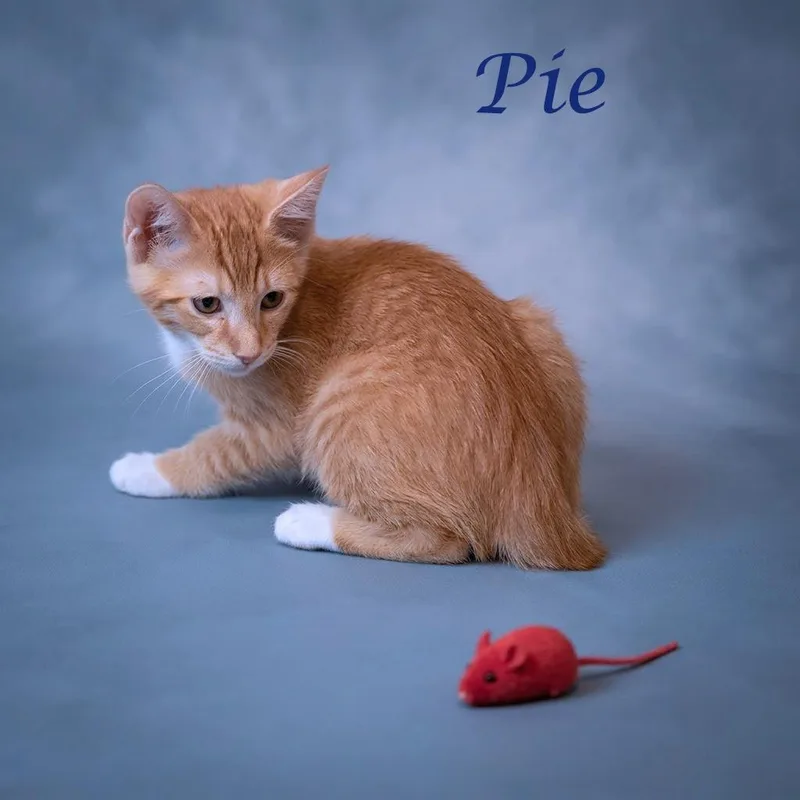 Pie C thumbnail 2