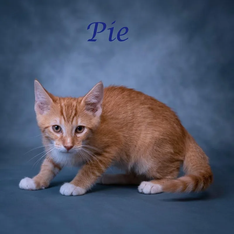 Pie C thumbnail 3