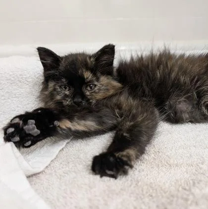 A baby small-sized female Domestic Long Hair cat named Tuna for adoption in Wheaton, IL