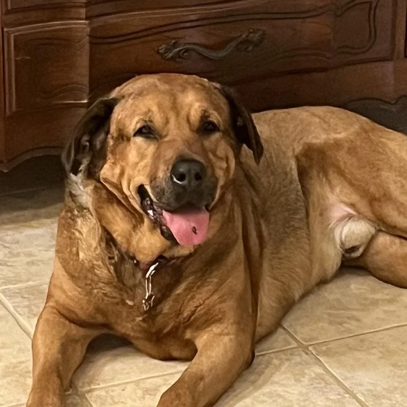 An adult large-sized male Redbone Coonhound dog named Mateo for adoption in Fort Pierce, FL